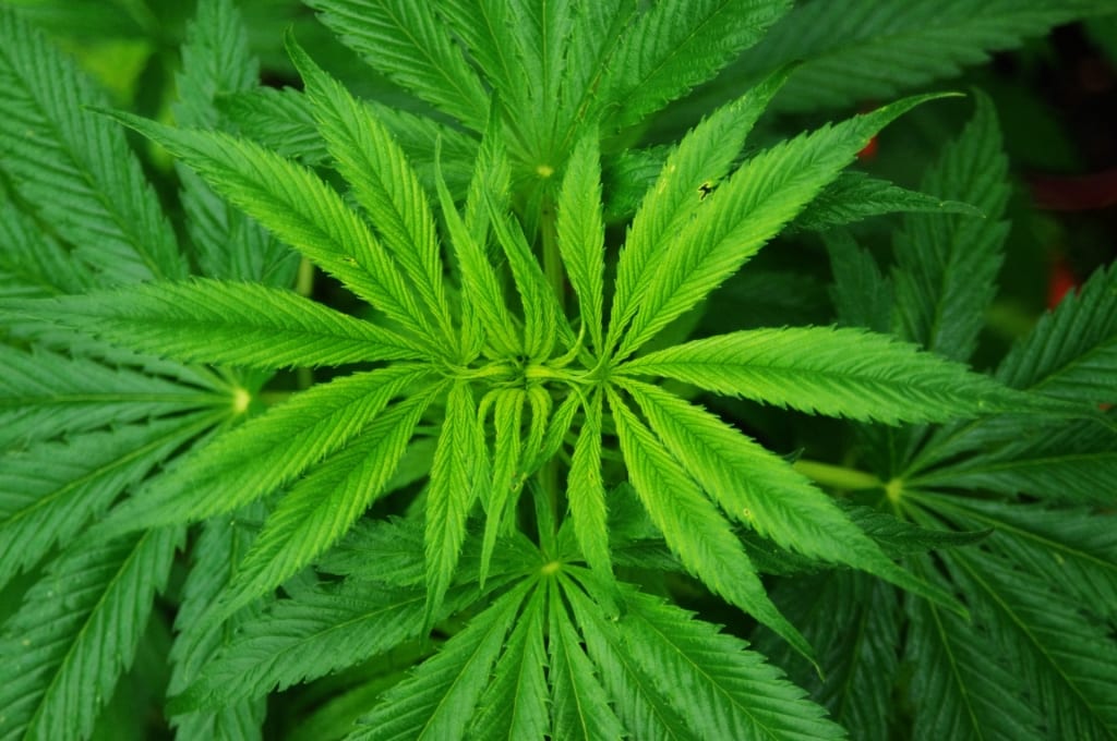 Cannabis reform bill is important step forward